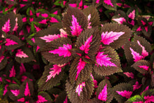 Close up image of Forskohlii leaves showing bright red, brown and green colors