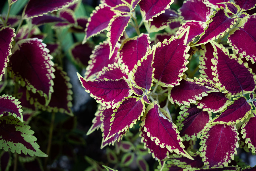 Close up image of Forskohlii leaves showing bright red and green colors