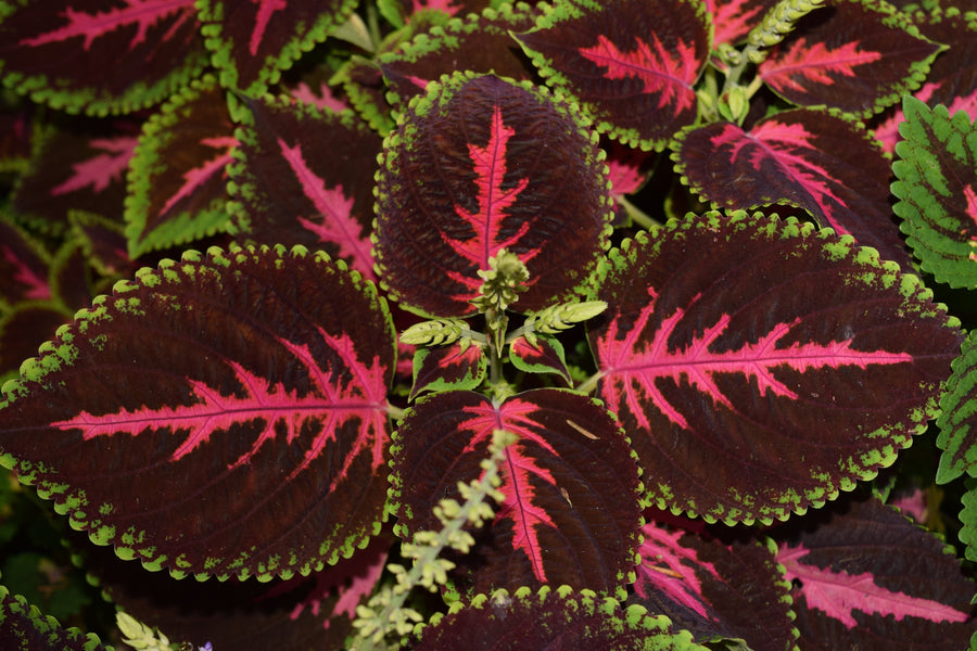 Image of a couple of brown and bright red Forskohlii leaves with green ends