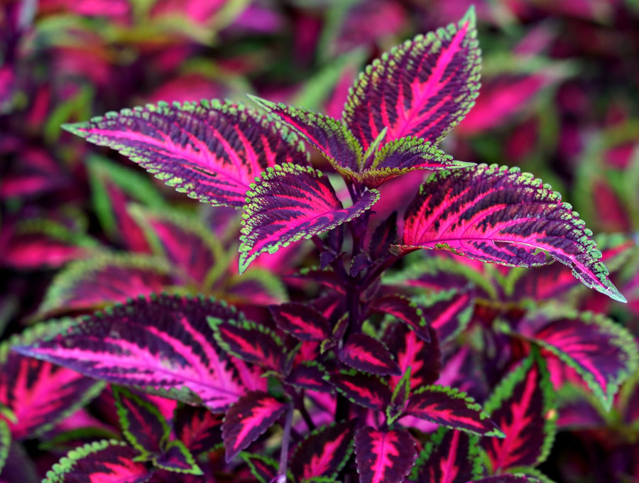 Close up image of Forskohlii leaves showing bright red, purple and green colors