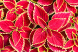 Close up image of Forskohlii leaves showing bright red and yellow colors