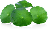 Gotu Kola leaves laying on white background