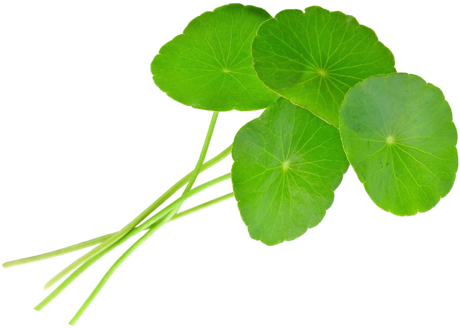 Gotu Kola leaves laying on white background