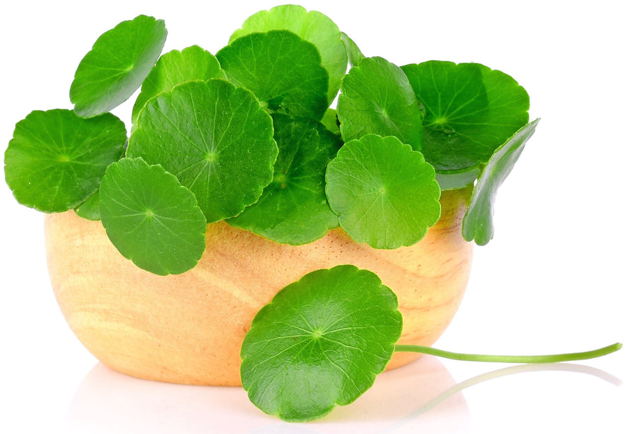 Gotu Kola leaves laying in wooden bowl on white background