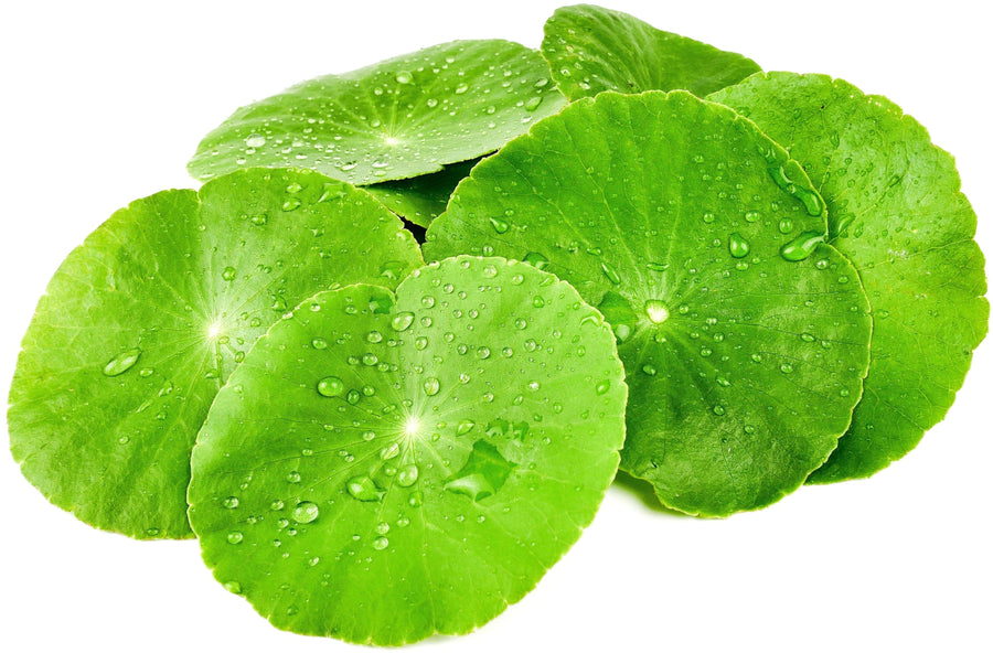 Gotu Kola leaves laying on white background 