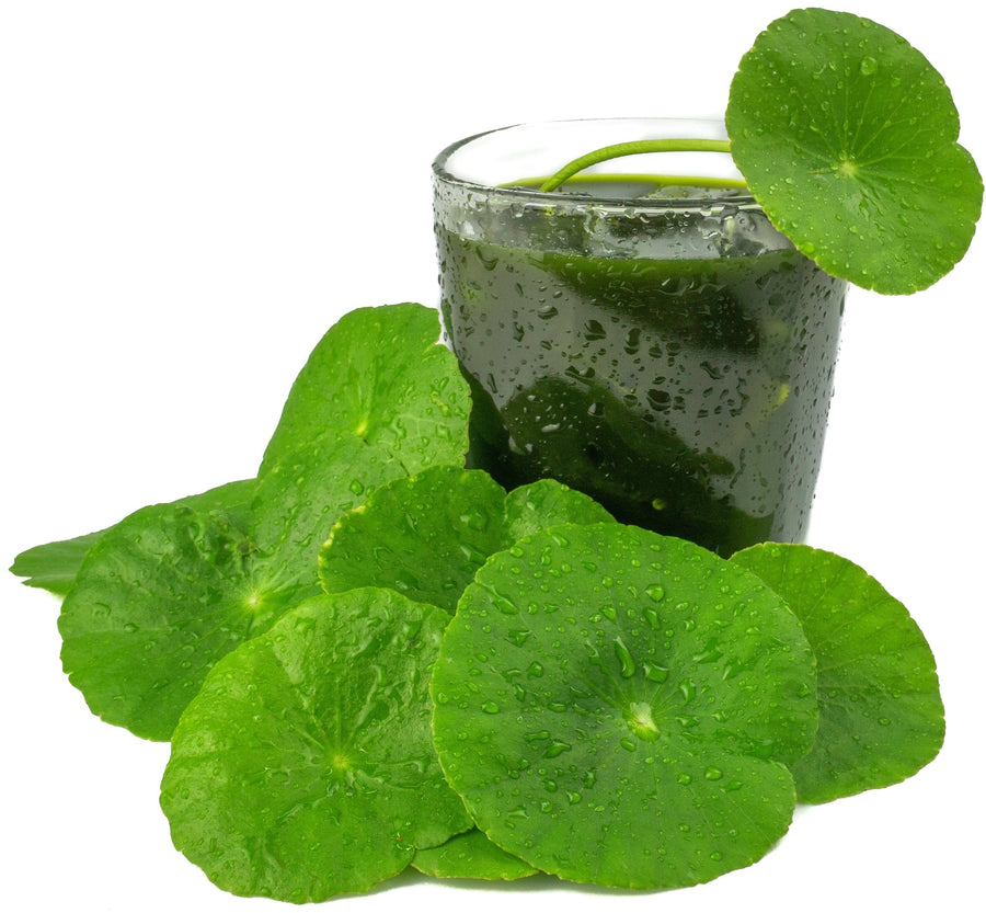 Gotu Kola juice with Gotu Kola leaves laying on white background