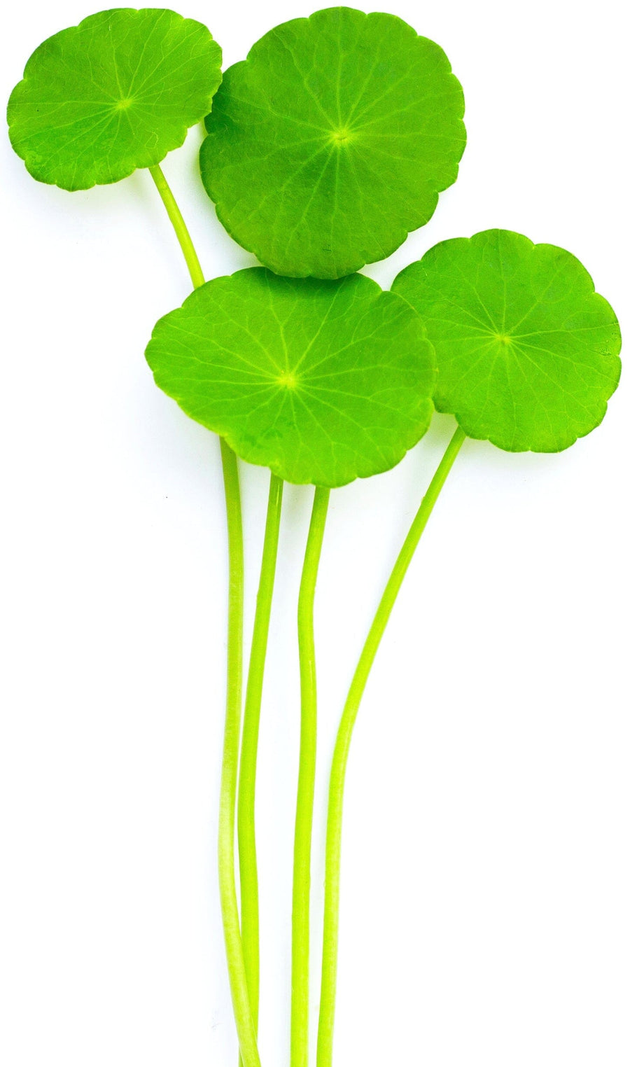 Gotu Kola leaves laying on white background