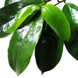 Image of green Graviola Leaves