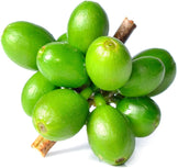 Close photo of unripe green coffee cherries on stem 