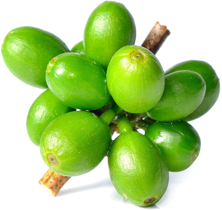 Close photo of unripe green coffee cherries on stem 