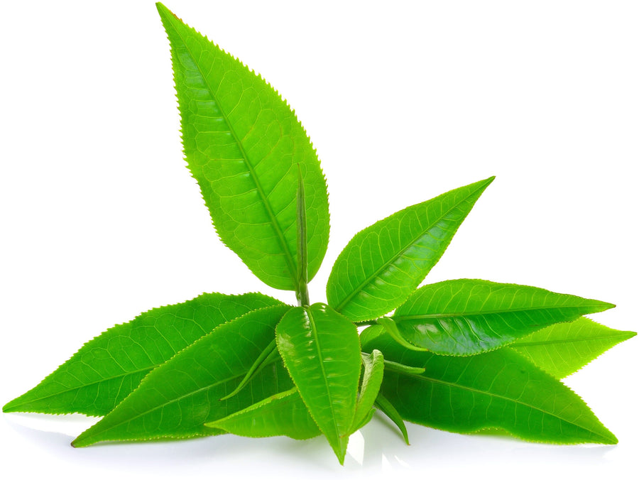 Close photo of leaves from the tea plant used to make Green Tea 