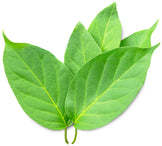 Closeup image of Gymnema Sylvestre Leaves on white background.