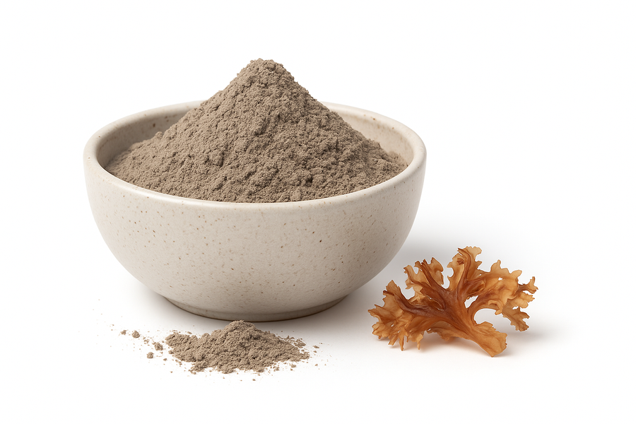 Bowl of organic Irish moss powder with a piece of dried Irish moss beside it on a white background.