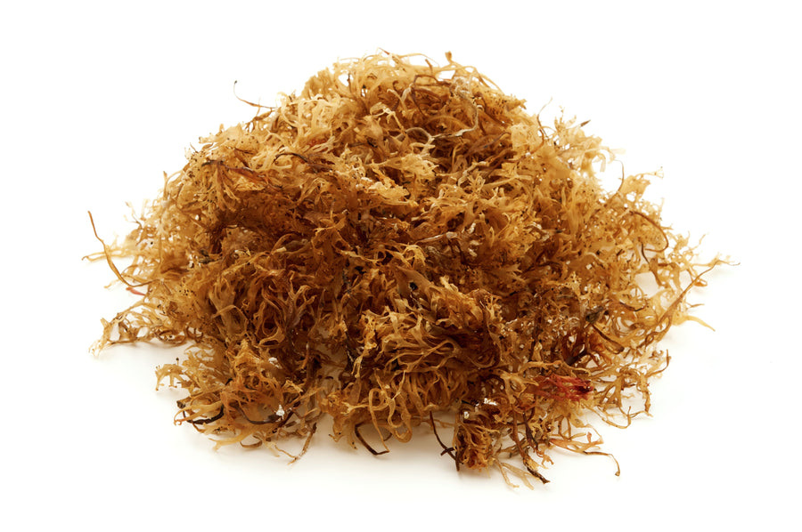 Irish Moss piled together on white background