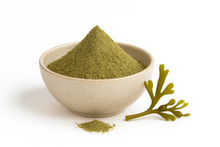 Bowl of organic kelp powder with a sprig of fresh Ascophyllum nodosum seaweed beside it on a white background