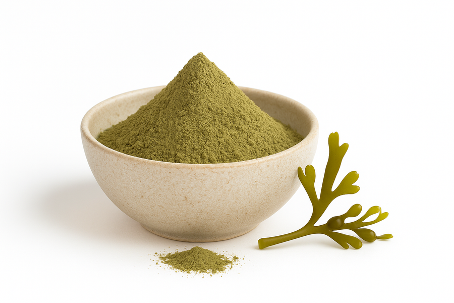 Bowl of organic kelp powder with a sprig of fresh Ascophyllum nodosum seaweed beside it on a white background