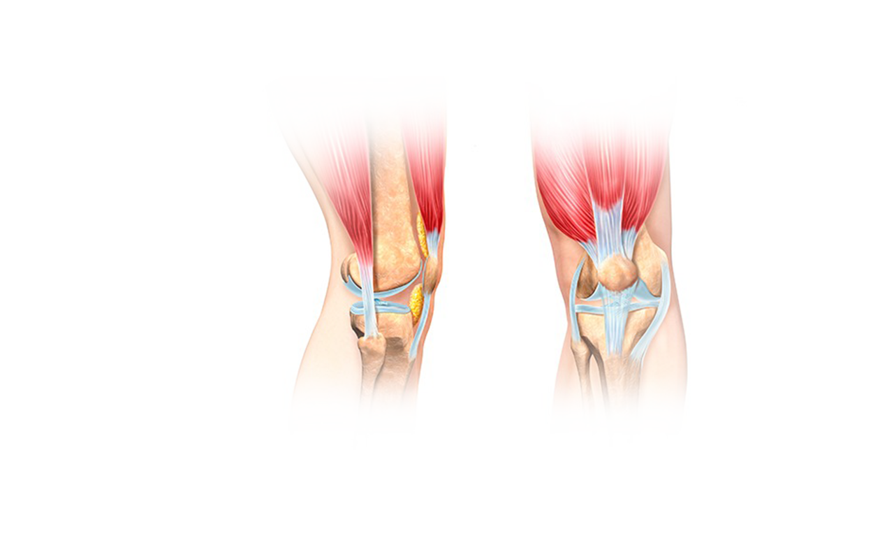 Illustration showing ligaments and tendons in a human knee
