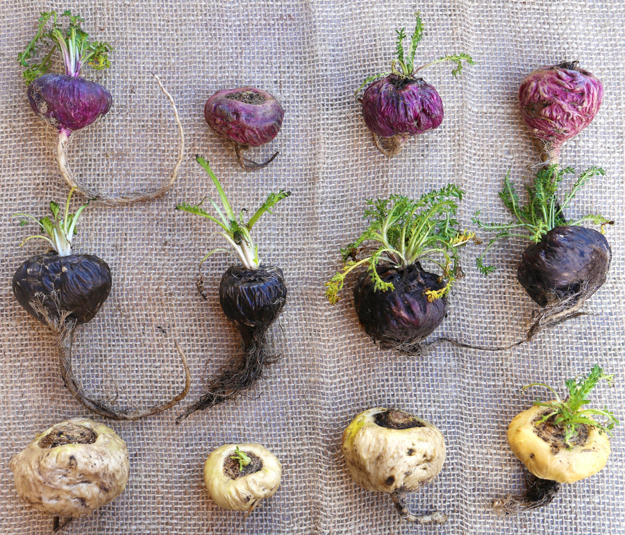 Image of red, black, and yellow Maca Roots arranged on a burlap background.