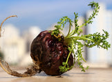 Closeup image of red Maca Root showing extended roots, stem, and leaves.