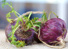 Closeup image of two red Maca Roots with extended roots, stem, and leaves.