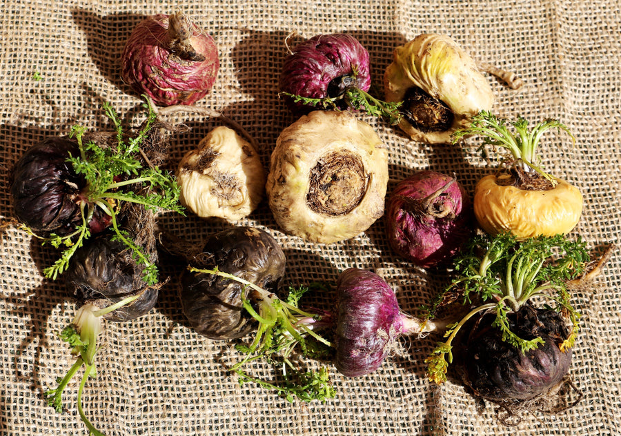 Image of freshly harvested Maca Roots on burlap cloth.