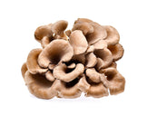 Pile of dried chunks of Organic Maitake Mushrooms - Z Natural Foods 