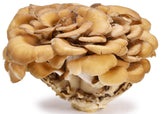 Image of dried Maitake Mushroom pieces