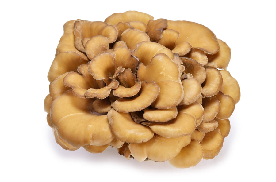 Image of whole brown Maitake Mushroom