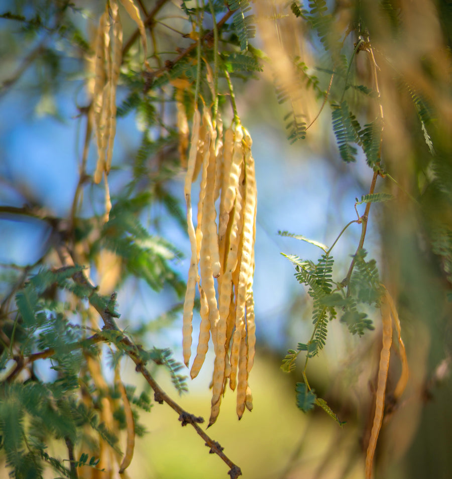 Mesquite Powder (Flour) - Organic Raw