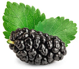 Closeup image Mulberry fruit with stem and leaves on white background