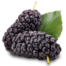 Closeup image of two Mulberry fruits with stem and leaves on white background