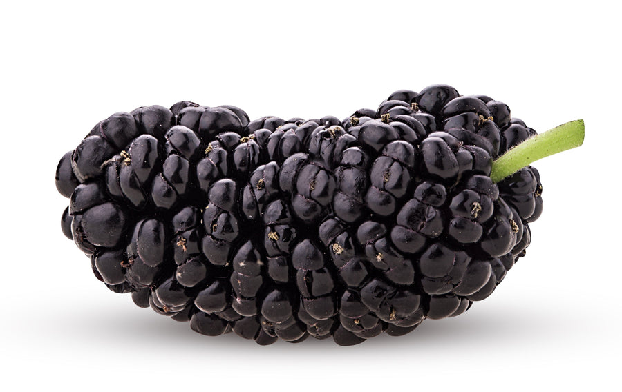 Closeup image Mulberry fruit with stem on white background