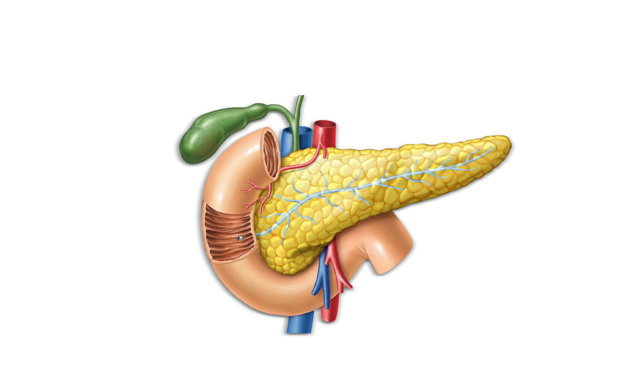 Graphical representation of a healthy pancreas
