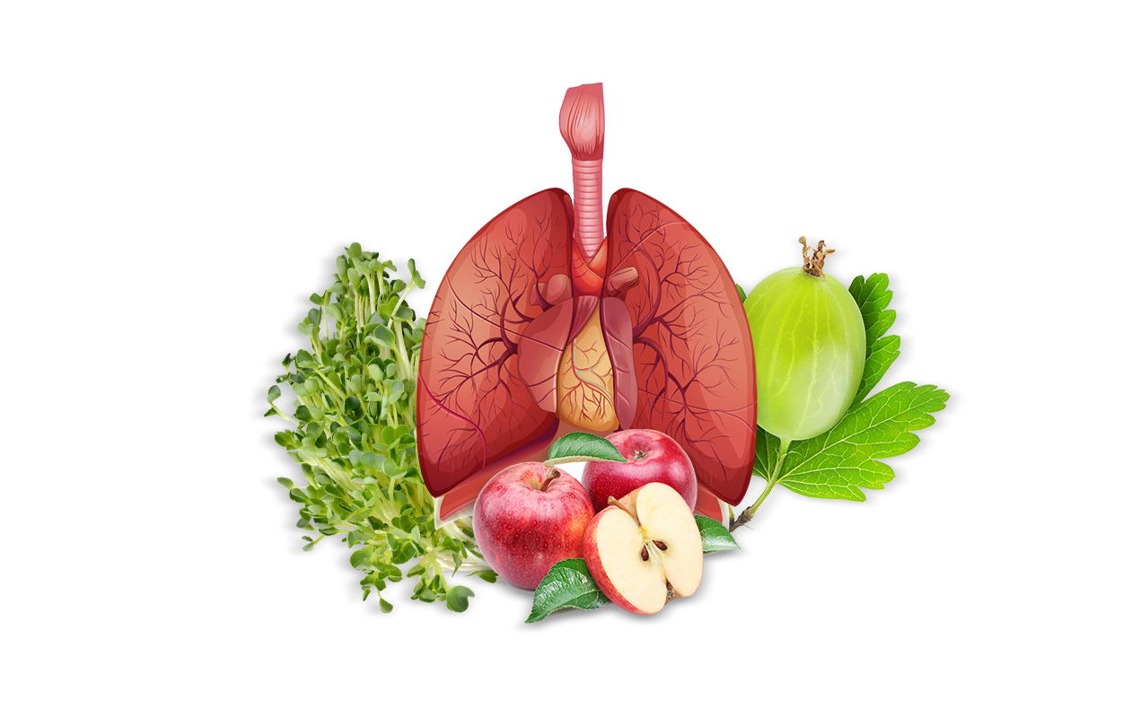 Simplistic illustration of human lungs with sliced apples in front of it.