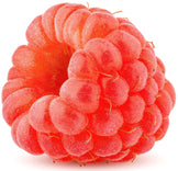 close up image of 1 Red Raspberry on white background
