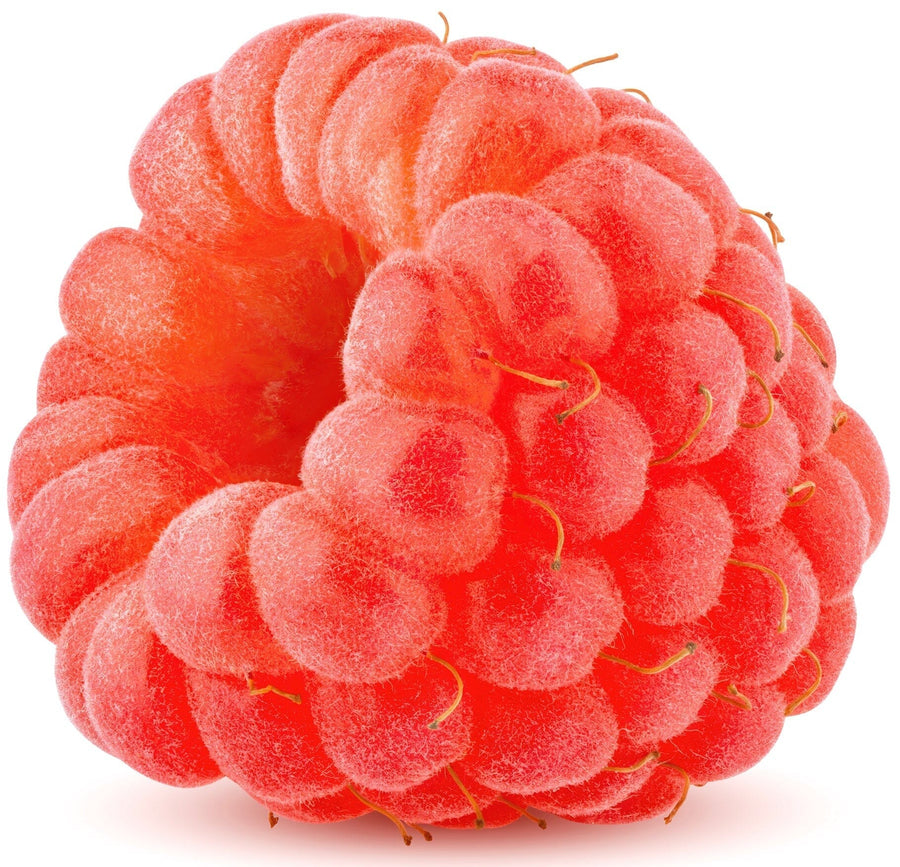 close up image of 1 Red Raspberry on white background