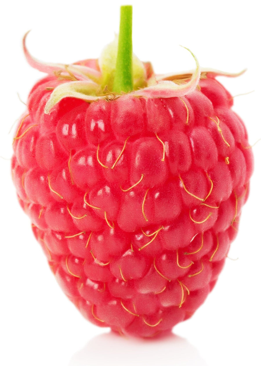 Close photo of single fresh Red Raspberry with short green stem at top