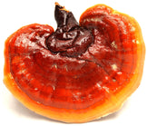 Close up Image of 1 Red Reishi Mushroom