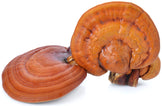 Photo of 3 whole Red Reishi Mushrooms