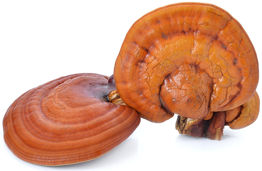 Photo of 3 whole Red Reishi Mushrooms