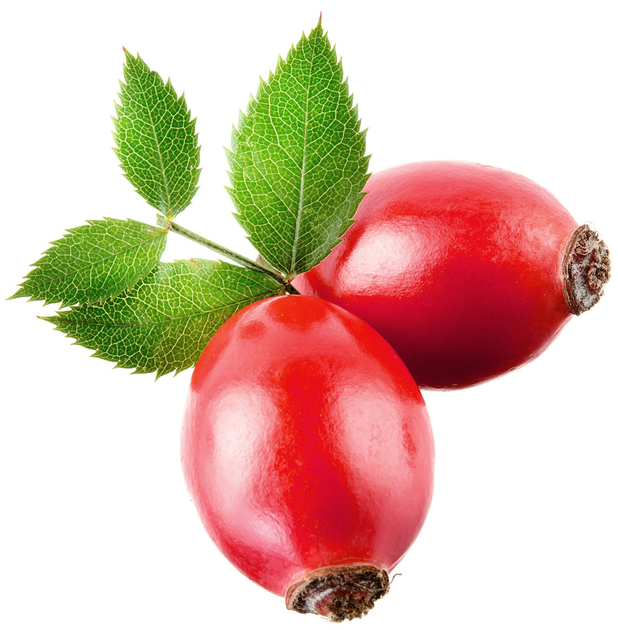 Rose Hip berries on white background with green leaves