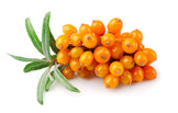 Photo of fresh orange Sea Buckthorn berries on stem with leaves