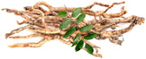 Tongkat Ali Roots laying on white background with green tree leaves laying on top