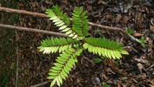 Image of Tongkat Ali root and leaves in a forest