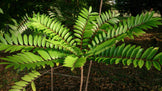 Tongkat Ali Root tree leaves in woods