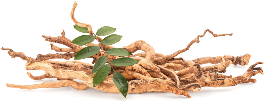 Tongkat Ali Roots on white background with green leaves