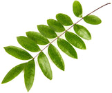 Tongkat Ali Root leaves on white background
