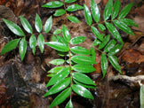 Photo of small Tongkat Ali Root green leaves growing in jungle