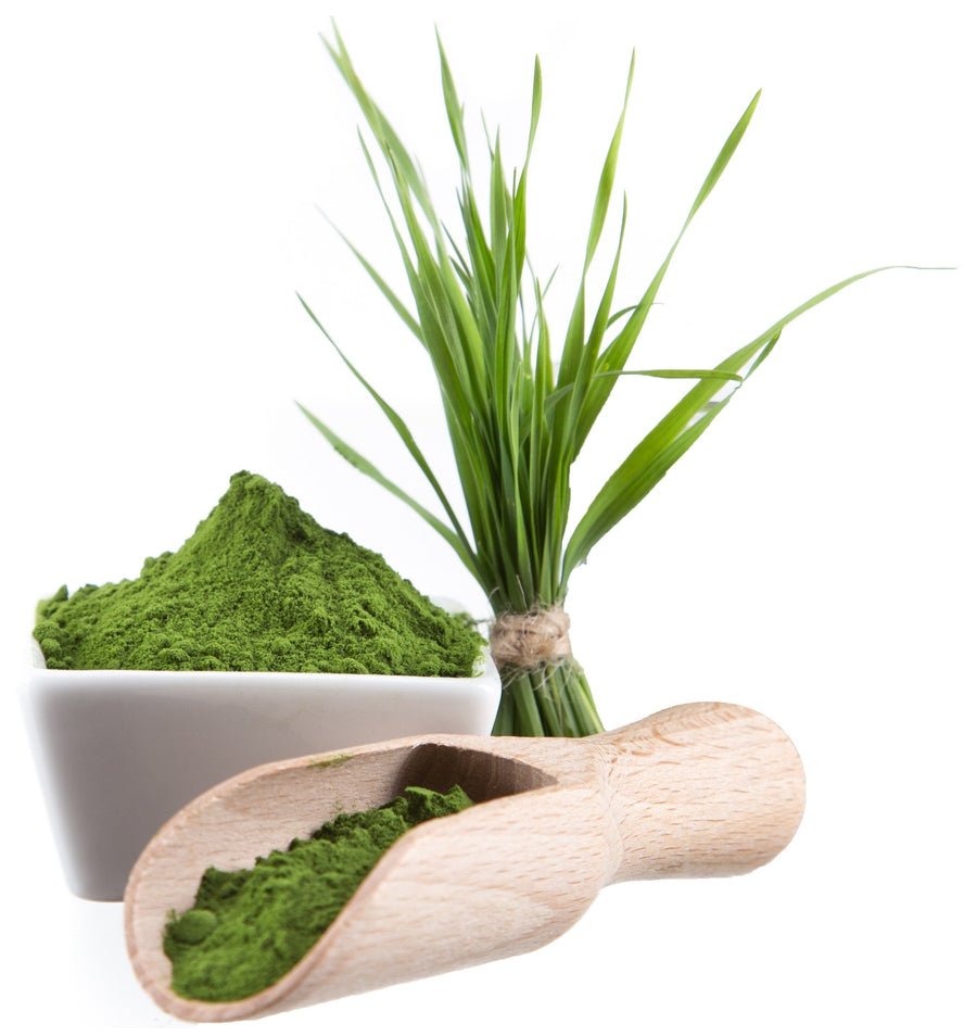 Image of Wheatgrass Powder in a wooden scoop and in a white bowl and fresh wheatgrass next to it
