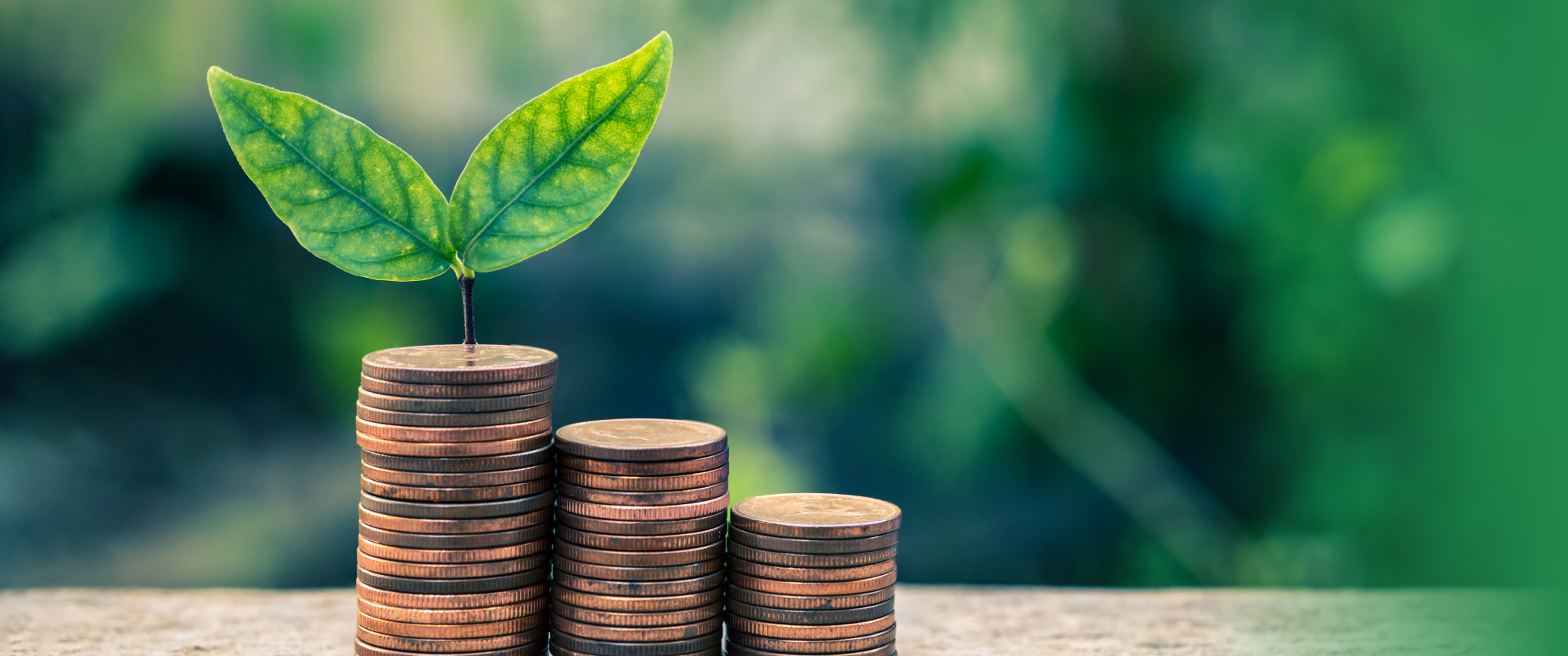 Image of a plant growing on pennies